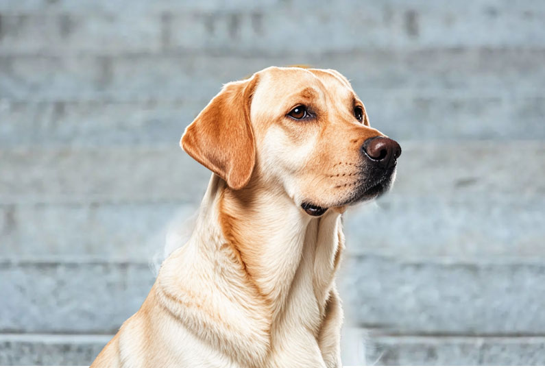 拉布拉多犬好養(yǎng)嗎？看完它的優(yōu)缺點你就知道了